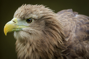 White-tailed  eagle (Haliaeetus albicilla)