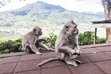 Holiday in Bali, Indonesia - Lake Beratan Beautiful View