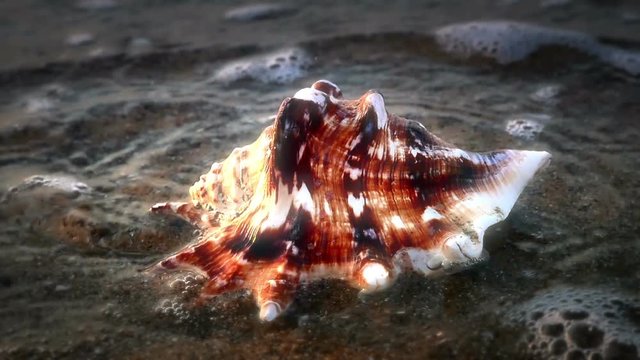Shell on beach