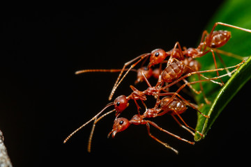 Red ant of teamwork on a leaves