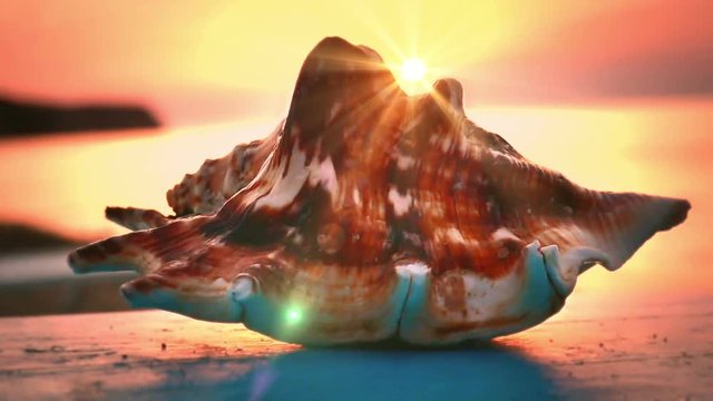 Shell on beach