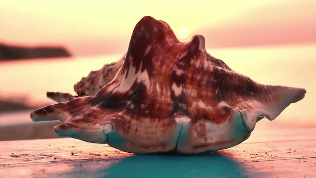 Shell on beach