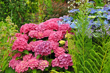 Blue and pink hydrangea flowers
