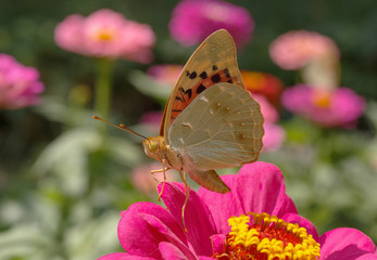 Cardinal butterfly sitting on zinnia flower