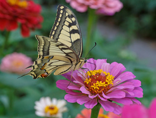 Papilio Machaon butterfly on zinnia flower