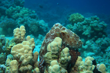 Naklejka na ściany i meble Reef octopus