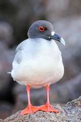 Swallow-tailed Gull on Genovesa island, Galapagos National Park,