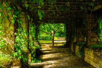 Overgrown walkway in a public cloister garth. Like a green and dark tunnel.