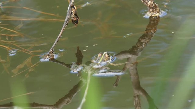 Frog floating in the water