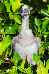 Red-footed booby chick on Genovesa island, Galapagos National Pa