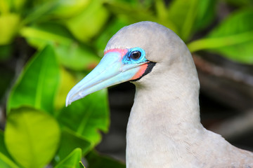 Portrait of Red-footed Booby (Sula sula)