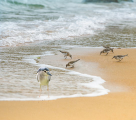 Kulik Curious/Photo of a colony of sandpipers, feeding on a wild beach