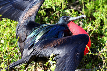 Naklejka premium Male Great Frigatebird (Fregata minor) displaying