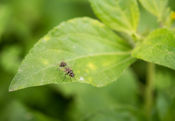 closeup fly insect on green leaf for nature background.