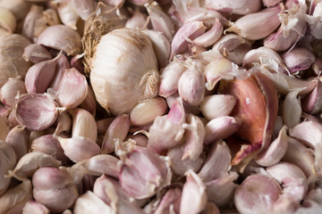 Common Garlic, Allium sativum L