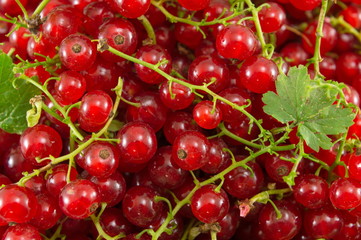 Fresh currant red fruit in a pile