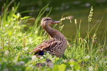Mallard