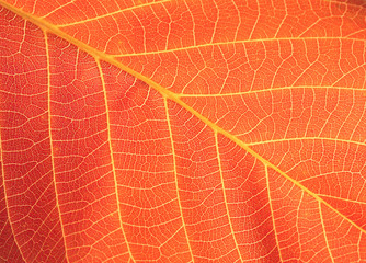 Fototapeta na wymiar autumn leaf background
