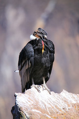 Andean Condor sitting at Mirador Cruz del Condor in Colca Canyon