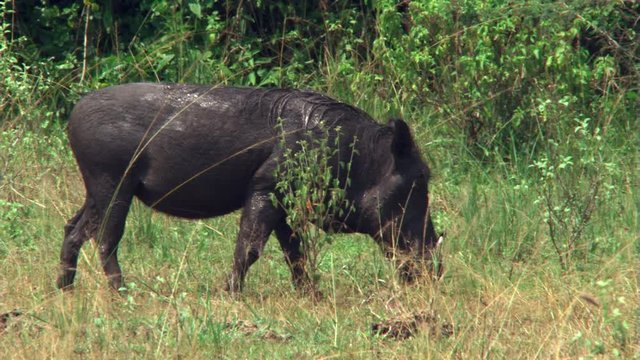 Warthog grazing in woodland clearing, Uganda