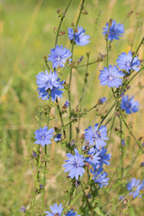 Gemeine Wegwarte, Cichorium intybus