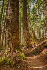 Towering trees on the High Divide/Seven Lakes Trail, in Olympic National Park, near Port Angeles, Washington.