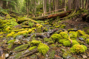 Log bridge over Rocky Creek, on the High Divide/Seven Lakes Trail, in Olympic National Park, near Port Angeles, Washington.