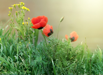 poppy flower in grass