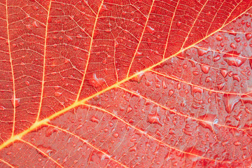 Obraz premium autumn leaf background