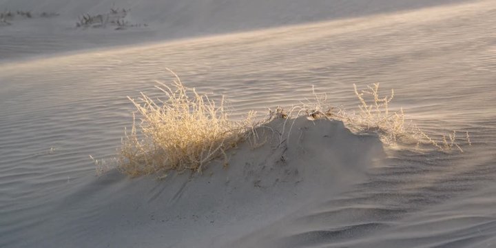 Sand blowing across small dune with clump of dried grass