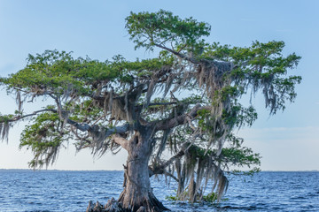 Cypress Tree Landscape at Blue Cypress Lake Florida, Blue Sky