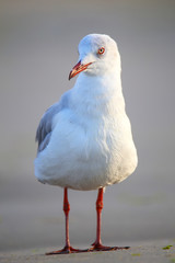 Fototapeta premium Grey-headed Gull on a beach in Paracas Bay, Peru