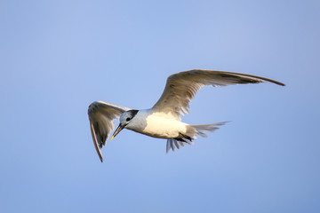 Sandwich Tern flying above Paracas Bay, Peru