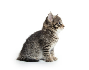 Obraz premium Cute tabby kitten on white