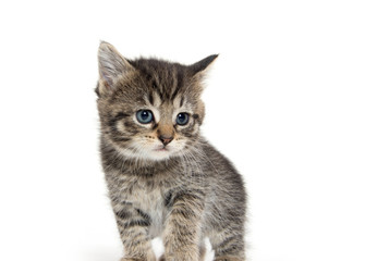 Obraz premium Cute tabby kitten on white