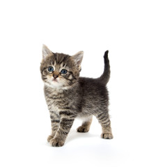 Cute tabby kitten on white