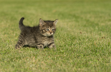 Naklejka na ściany i meble Cute tabby kitten in grass