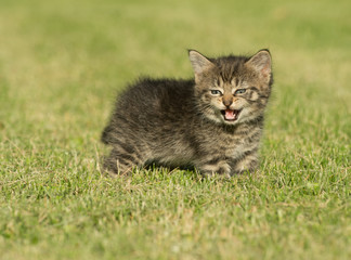Naklejka na ściany i meble Cute tabby kitten in grass