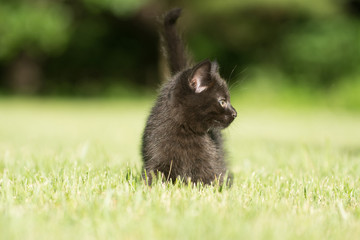 Fototapeta premium Black kitten in the grass
