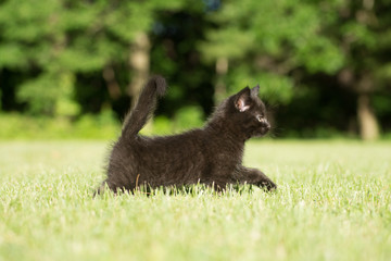 Fototapeta premium Black kitten in the grass