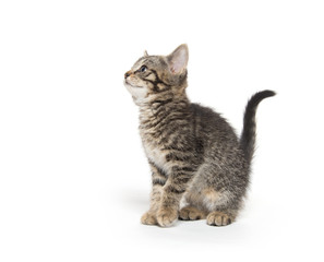Obraz premium Cute tabby kitten on white