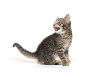 Cute tabby kitten on white