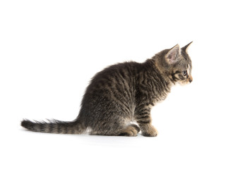 Fototapeta premium Cute tabby kitten on white
