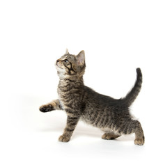 Tabby kitten looking up