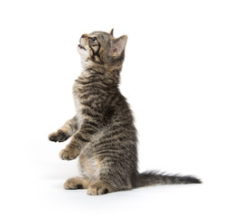 Tabby kitten looking up