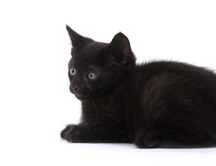 Cute black kitten on white