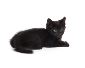 Cute black kitten on white