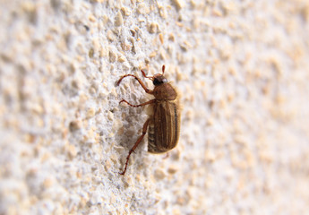 closeup of one maybug on a wall