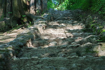 Stone stairs in the park among trees