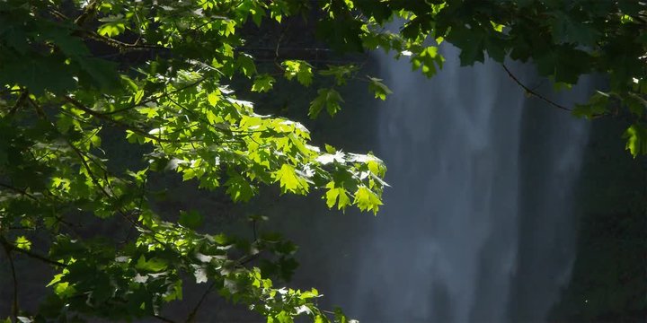 Sunny maple leaves at left with South Falls at right in Silver Falls State Park, Oregon